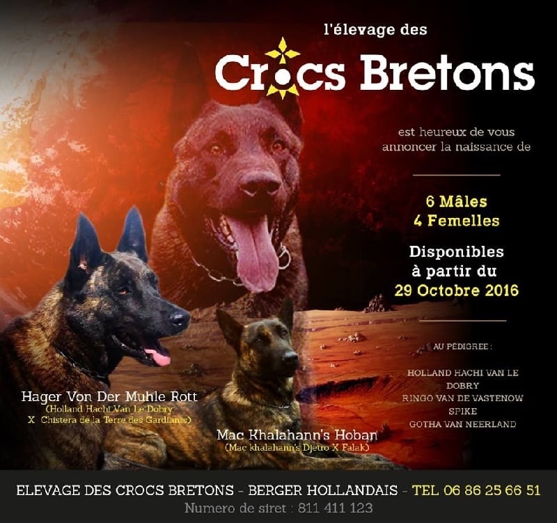 Chiot Berger hollandais Des Crocs Bretons