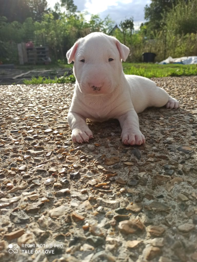 Tale Of Love - Bull Terrier - Portée née le 24/07/2020