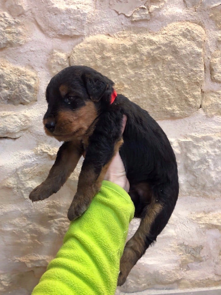 d'al Grand Del Pastel - Airedale Terrier - Portée née le 16/03/2019