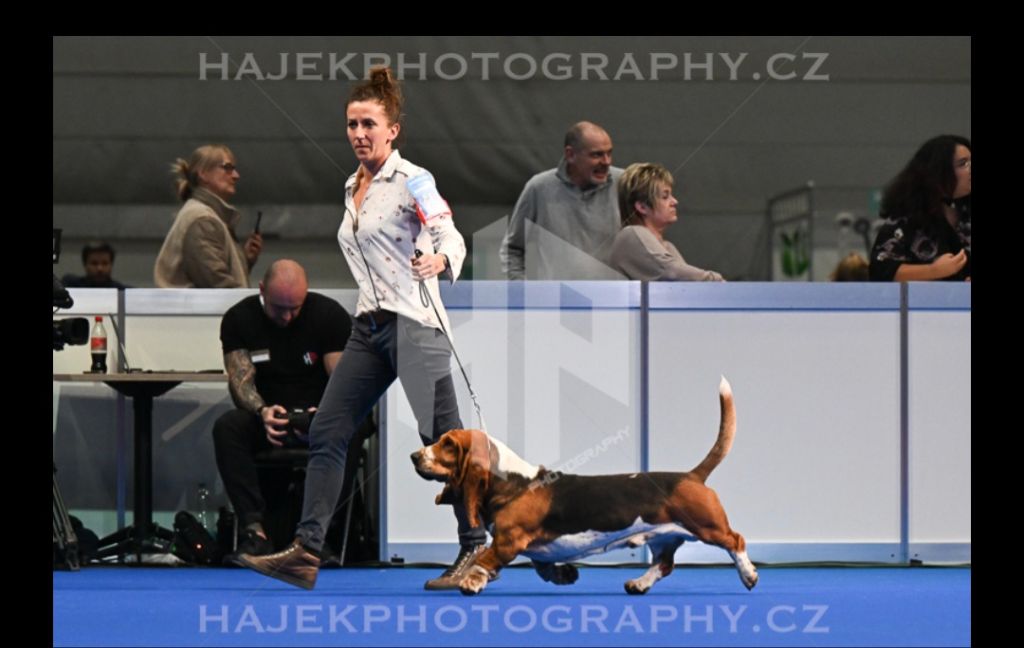 Notre beau Rallier en vidéo : Dog Show Genève 2024