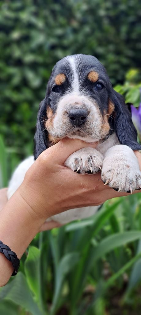 Du Cercle De Léma - Basset Hound - Portée née le 07/04/2023