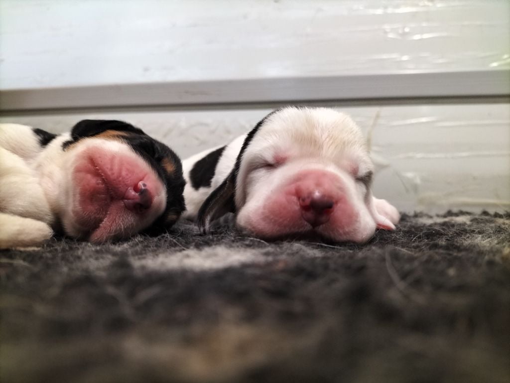 Chiot Basset Hound Du Cercle De Léma