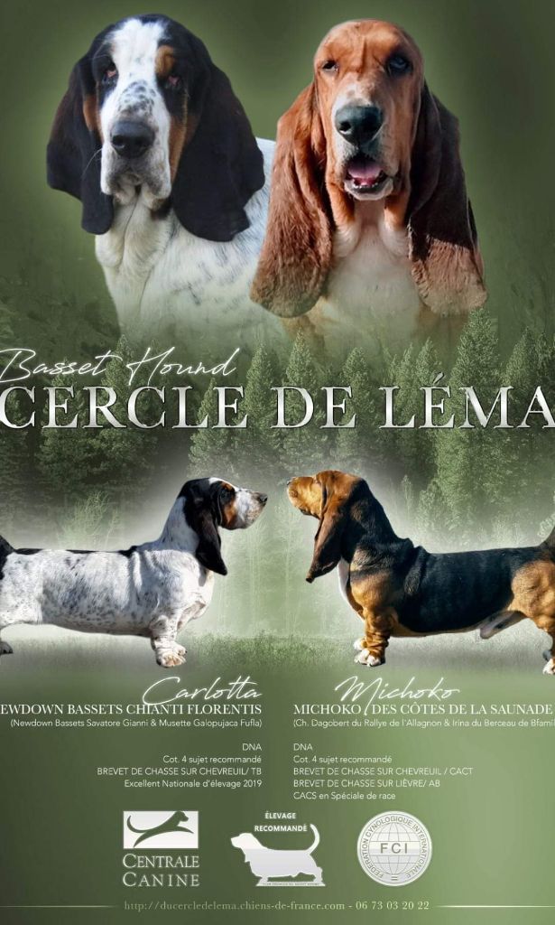 Chiot Basset Hound Du Cercle De Léma