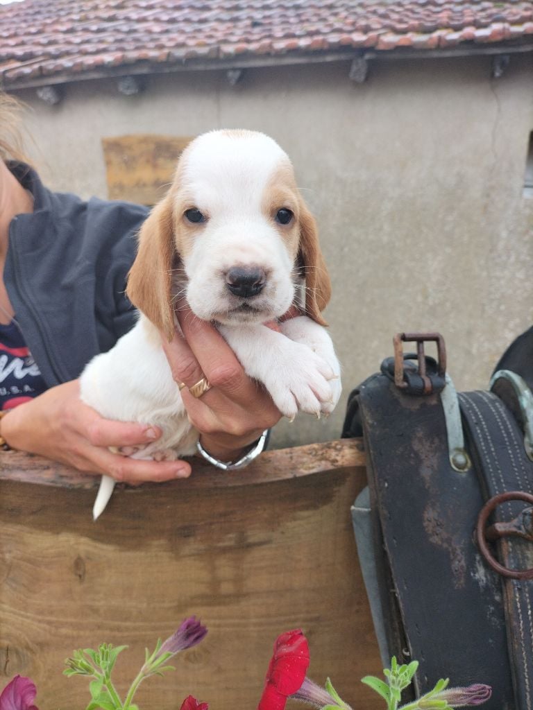 Chiot Basset Hound Du Cercle De Léma