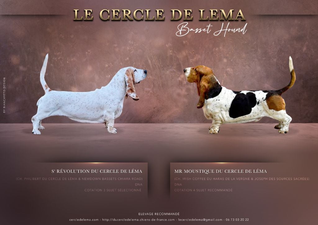 Chiot Basset Hound Du Cercle De Léma