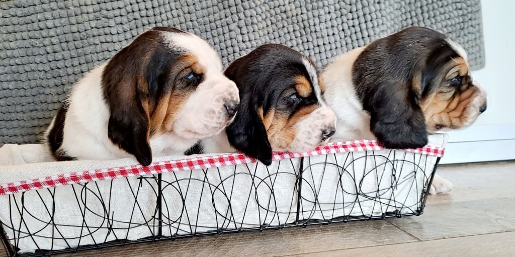 Chiot Basset Hound Du Cercle De Léma