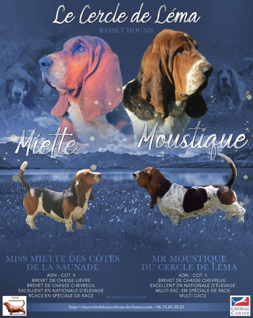 Du Cercle De Léma - Basset Hound - Portée née le 26/05/2021