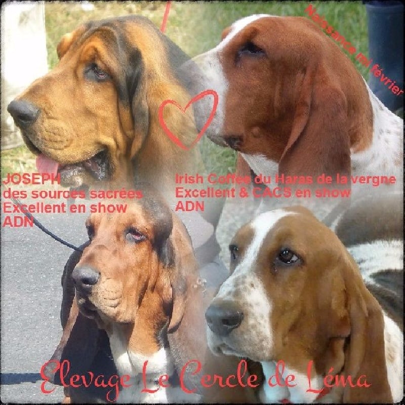 Chiot Basset Hound Du Cercle De Léma