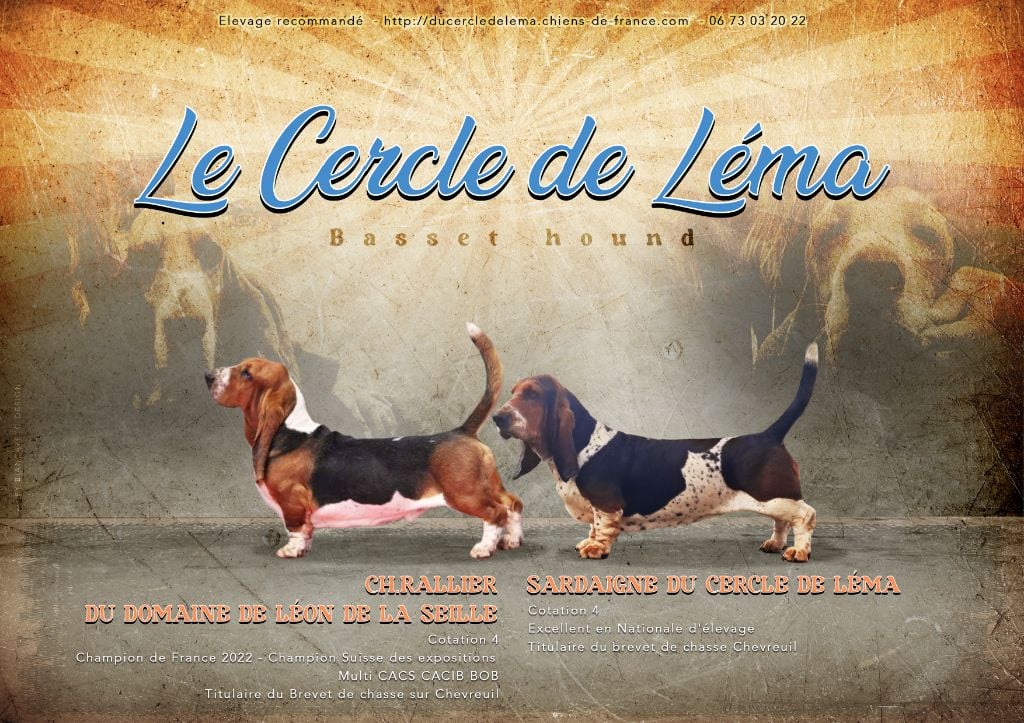 Du Cercle De Léma - Basset Hound - Portée née le 09/12/2024