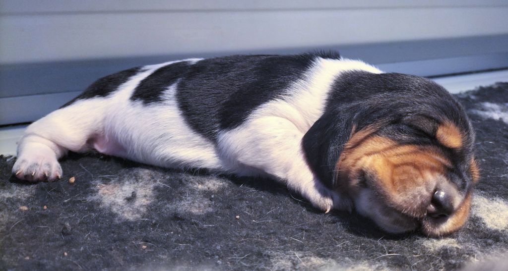 Du Cercle De Léma - Basset Hound - Portée née le 19/07/2022