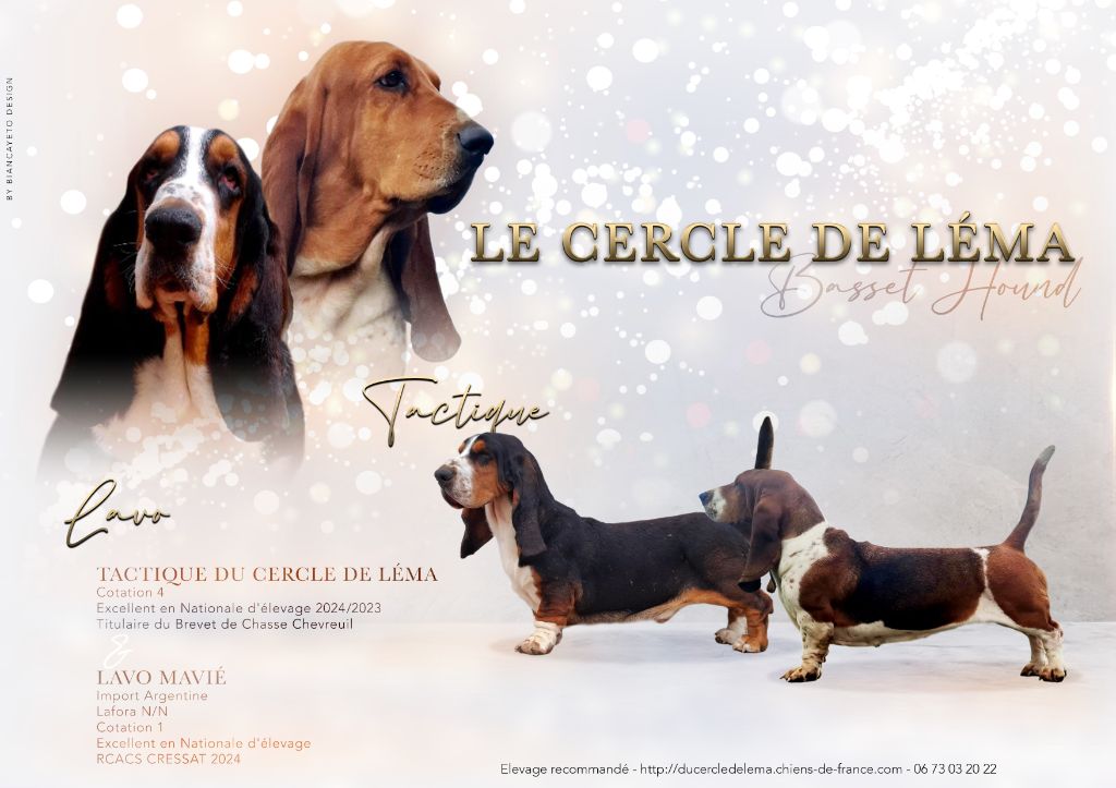 Du Cercle De Léma - Basset Hound - Portée née le 12/12/2024