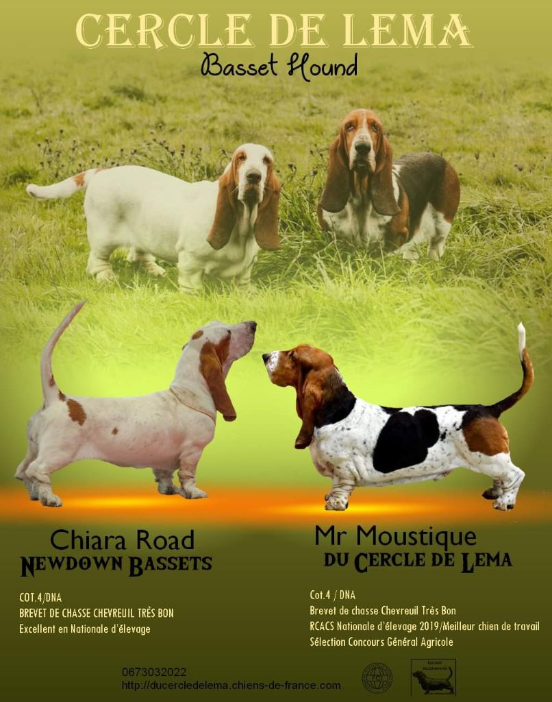 Du Cercle De Léma - Basset Hound - Portée née le 04/01/2023