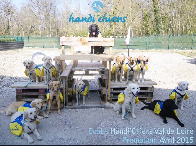 de l'etang de la thiellerie - 2 labradors de l'étang de la Thiellerie chez Handi Chiens