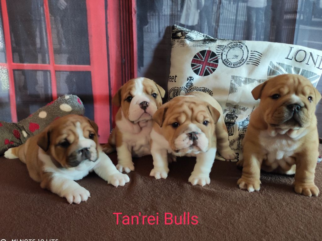 Chiot Bulldog Anglais Tan'rei Bulls