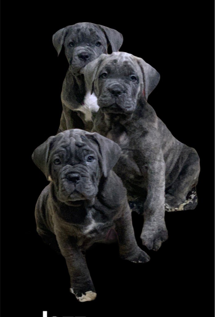 Du Domaine D'ouranos - Cane Corso - Portée née le 29/12/2020