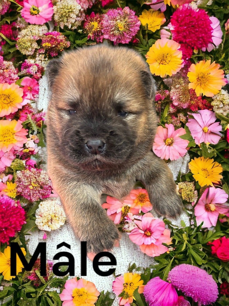 Du Domaine De Goes-Kuard - Chiots disponibles - Chow Chow