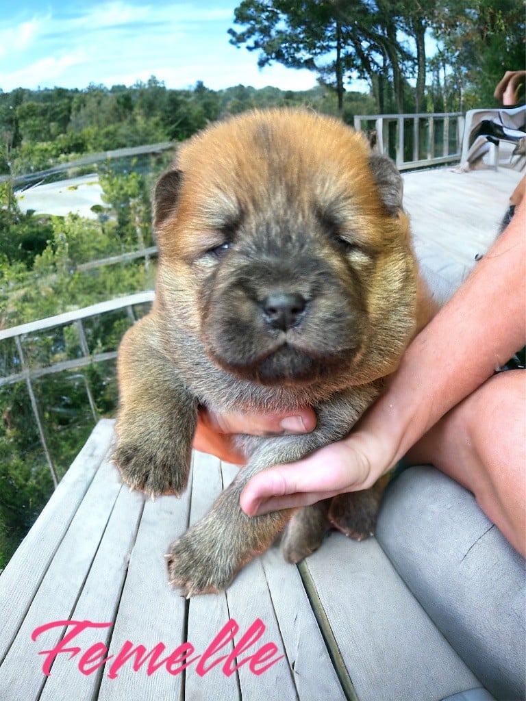 Du Domaine De Goes-Kuard - Chiots disponibles - Chow Chow