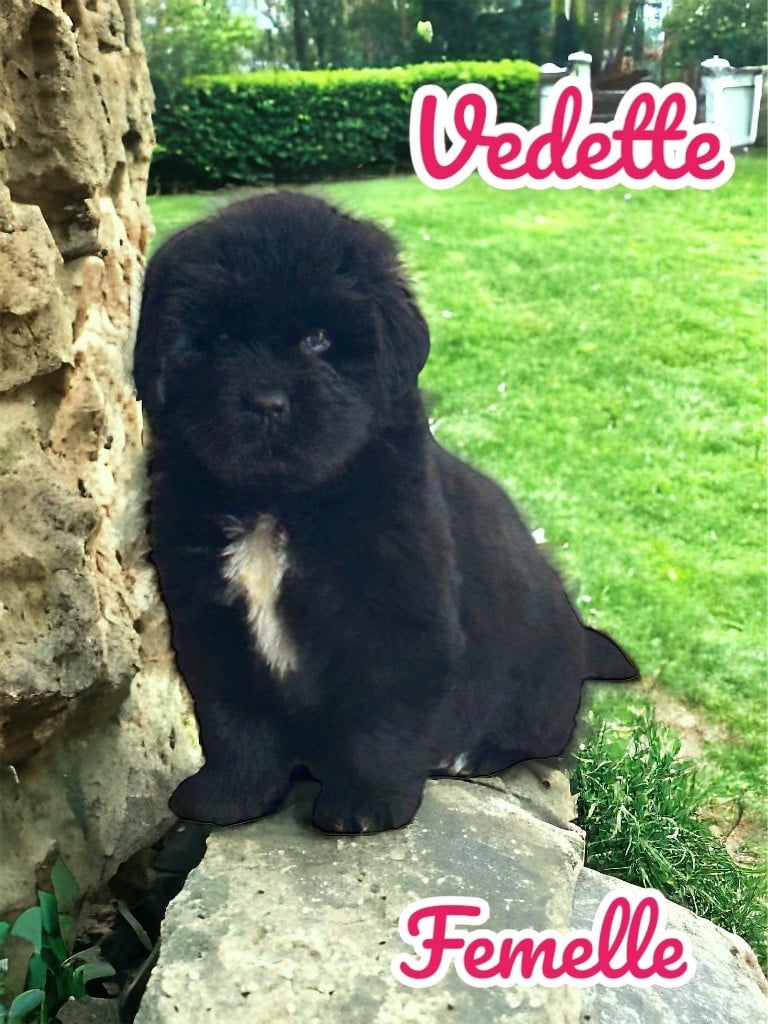 Du Domaine De Goes-Kuard - Chiots disponibles - Terre-neuve