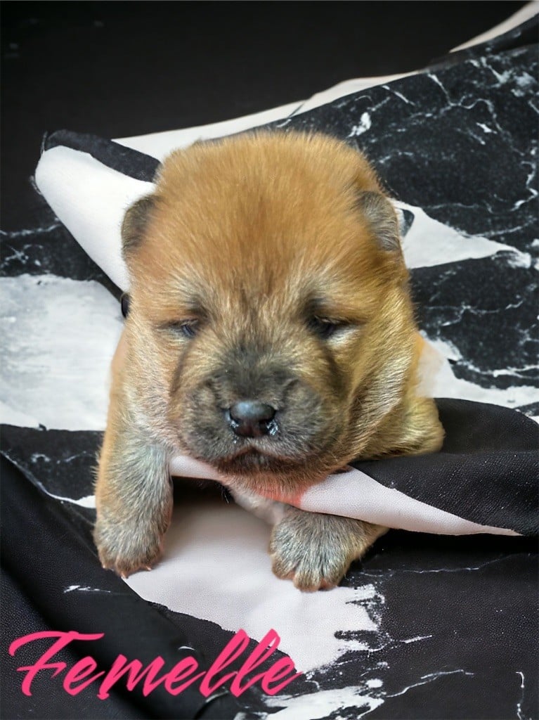 Du Domaine De Goes-Kuard - Chiots disponibles - Chow Chow