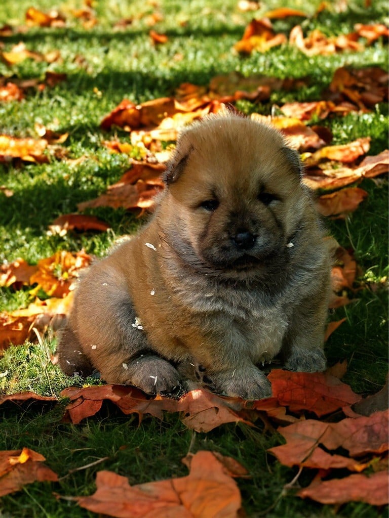 Du Domaine De Goes-Kuard - Chiots disponibles - Chow Chow