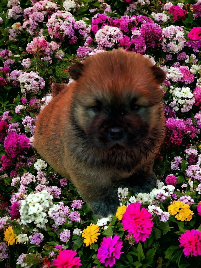 Du Domaine De Goes-Kuard - Chiots disponibles - Chow Chow