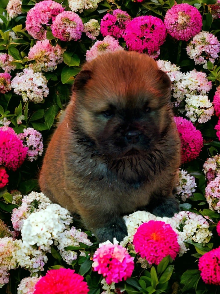 Du Domaine De Goes-Kuard - Chiots disponibles - Chow Chow