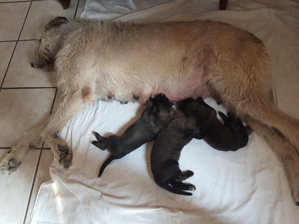 Chiot Levrier Irlandais Des Marais De Glace Et De Feu