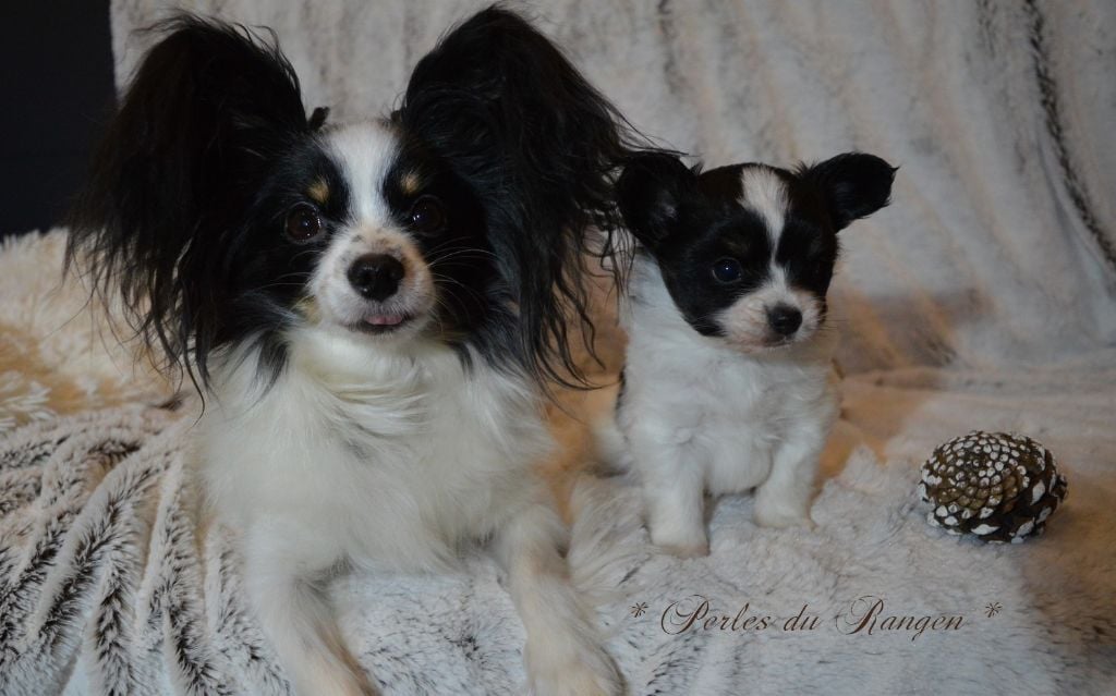 Chiot Epagneul nain Continental (Papillon) Des Perles Du Rangen