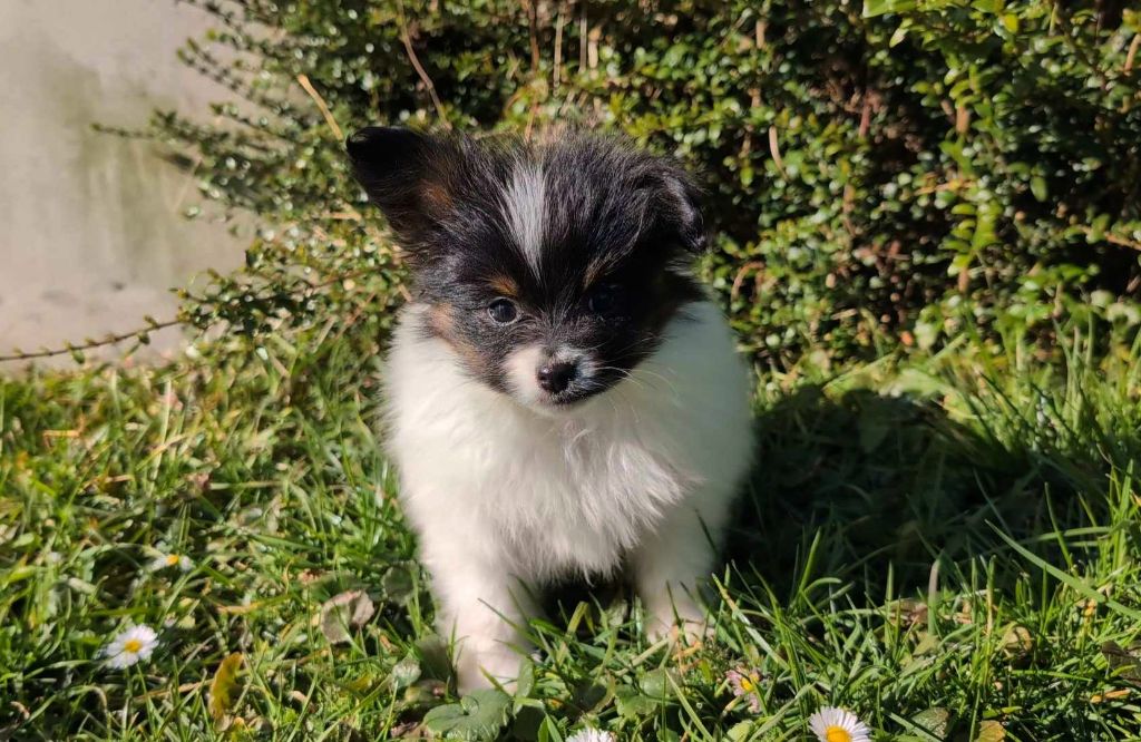 Des Perles Du Rangen - Chiots disponibles - Epagneul nain Continental (Papillon)