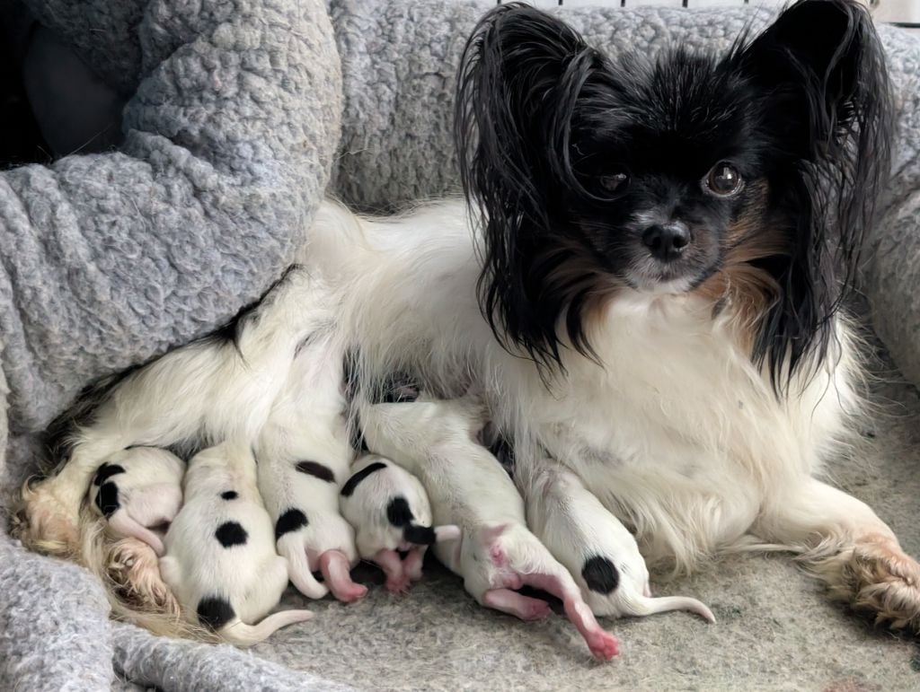 Chiot Epagneul nain Continental (Papillon) Des Perles Du Rangen