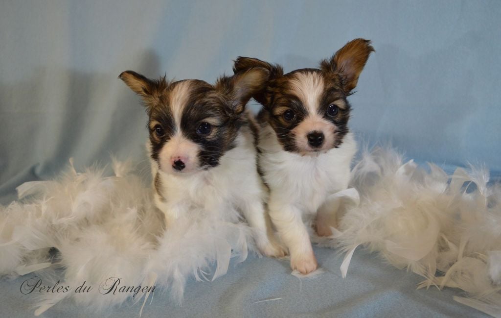 Chiot Epagneul nain Continental (Papillon) Des Perles Du Rangen