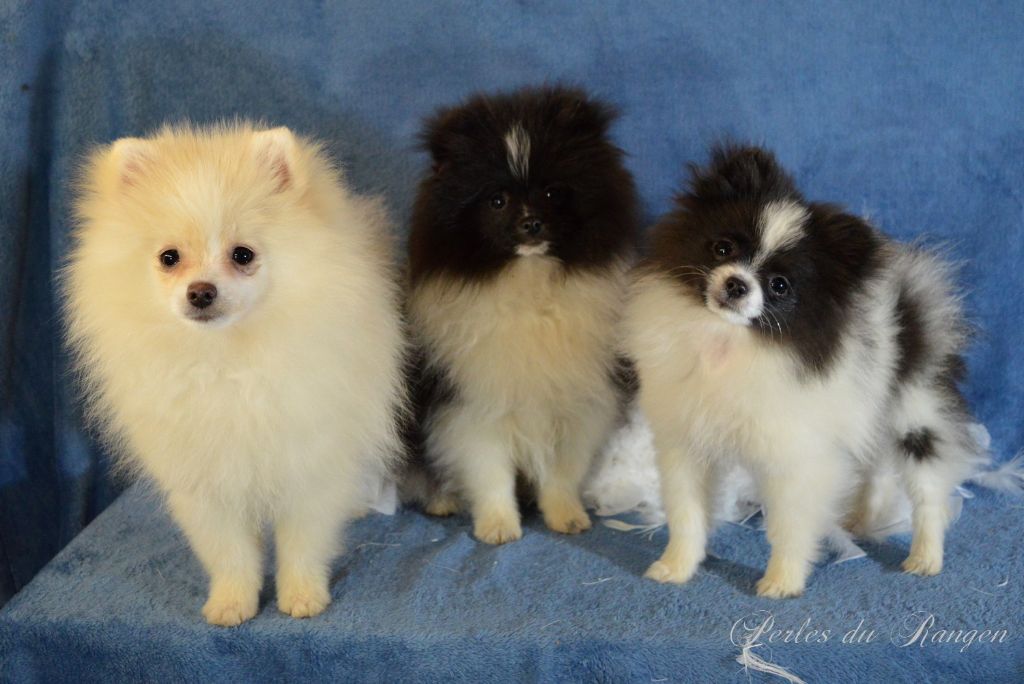 Chiot Spitz allemand Des Perles Du Rangen