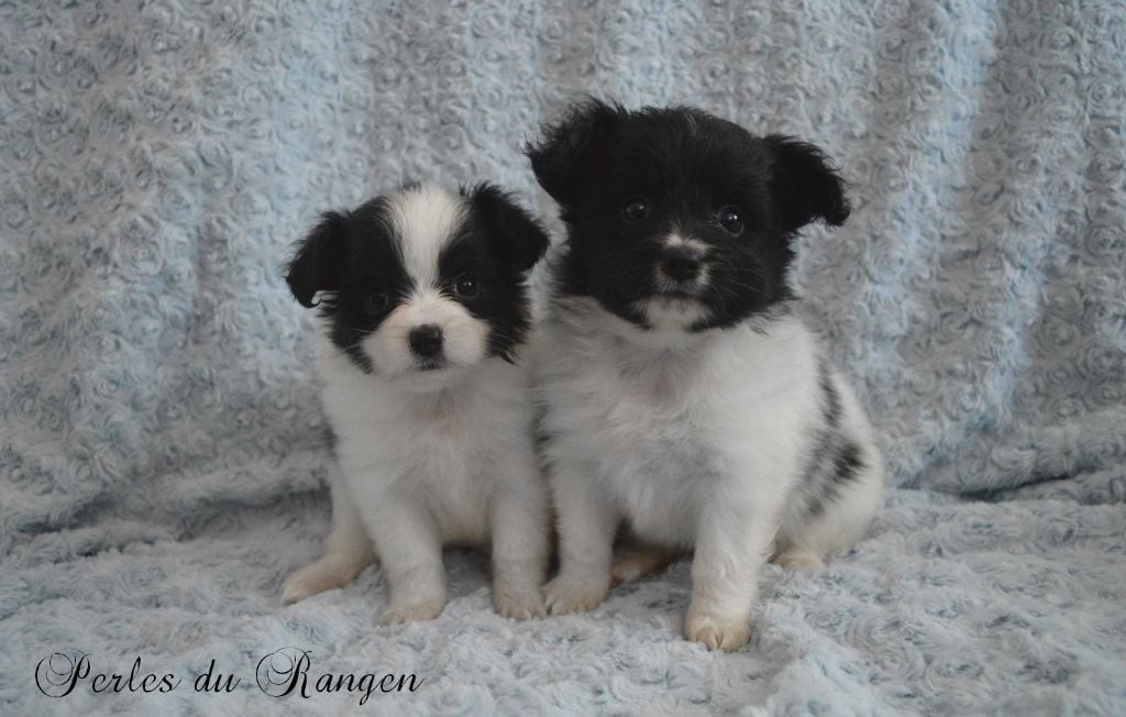 Chiot Epagneul nain Continental (Papillon) Des Perles Du Rangen