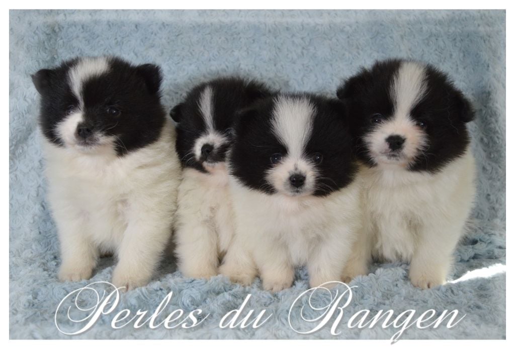 Chiot Spitz allemand Des Perles Du Rangen