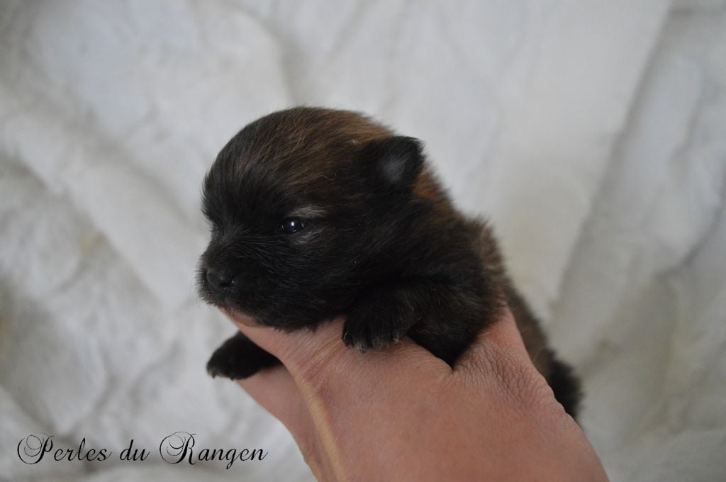 Chiot Spitz allemand Des Perles Du Rangen