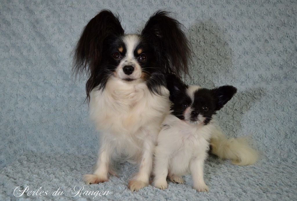 Chiot Epagneul nain Continental (Papillon) Des Perles Du Rangen