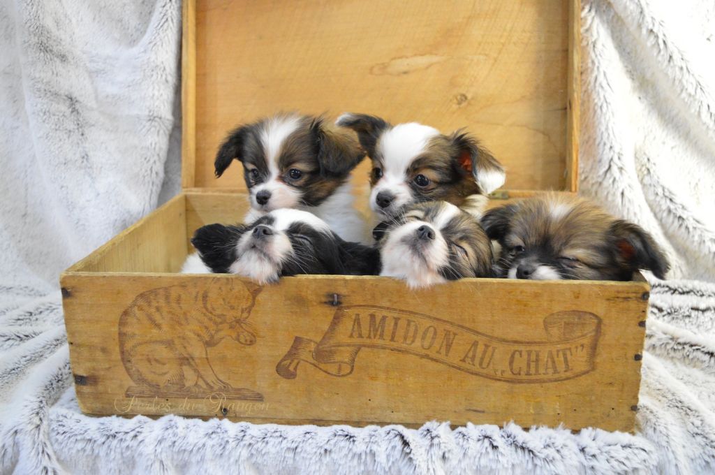 Chiot Epagneul nain Continental (Papillon) Des Perles Du Rangen