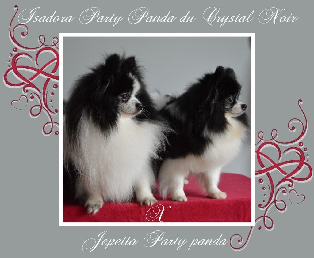 Chiot Spitz allemand Des Perles Du Rangen