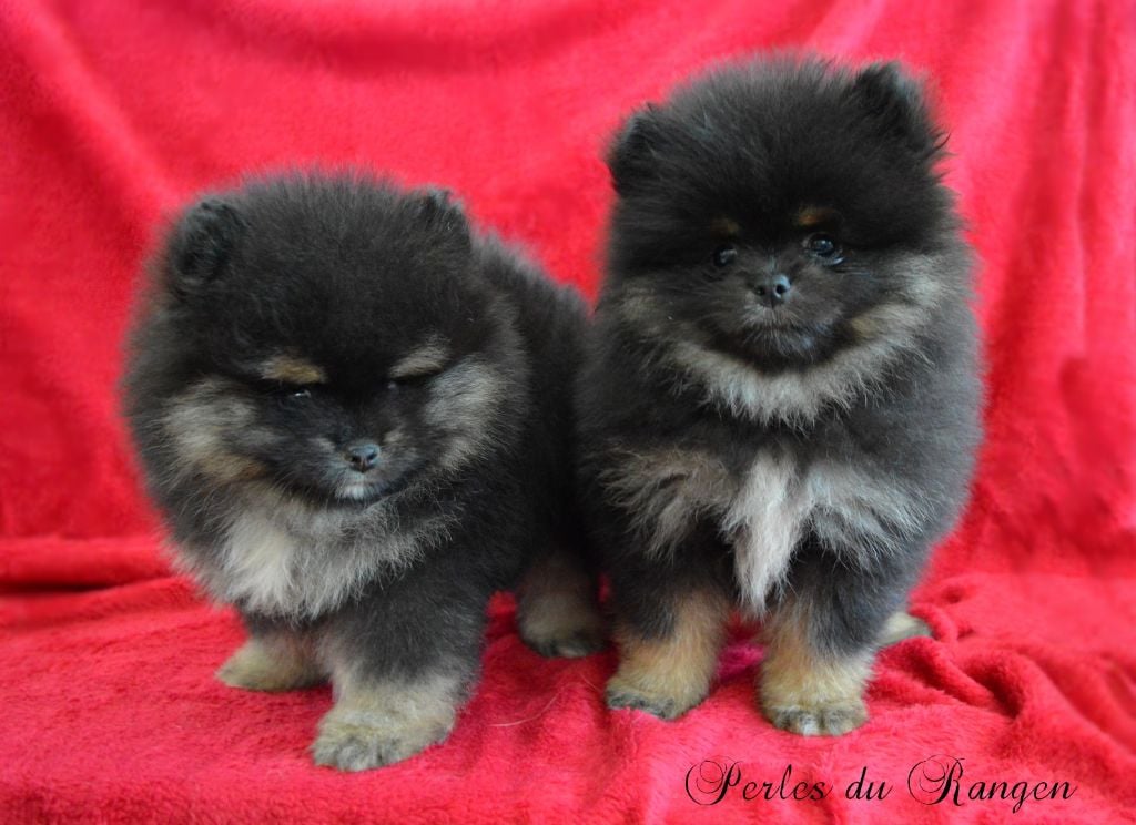 Chiot Spitz allemand Des Perles Du Rangen