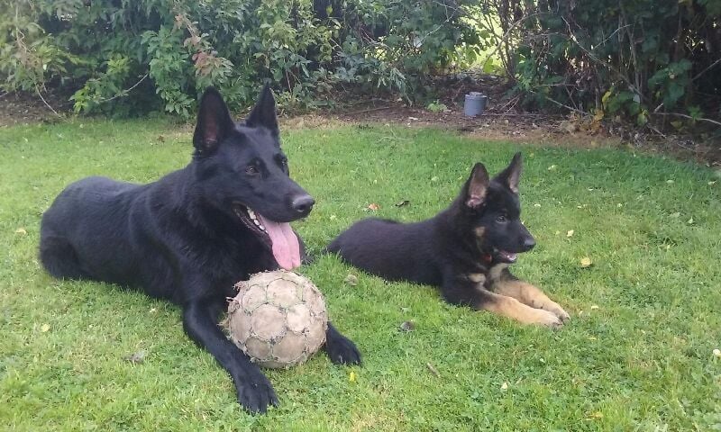 Chiot Berger Allemand Des Volcans D'Arés