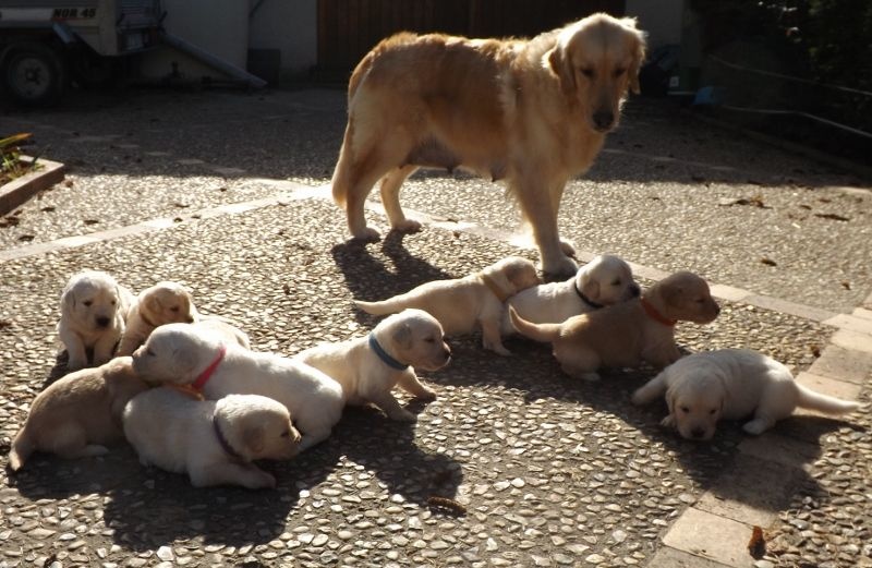 Chiot Golden Retriever Des Plateaux Du Septaine