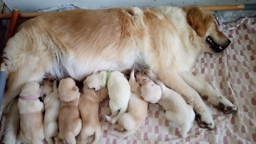 Chiot Golden Retriever Des Plateaux Du Septaine