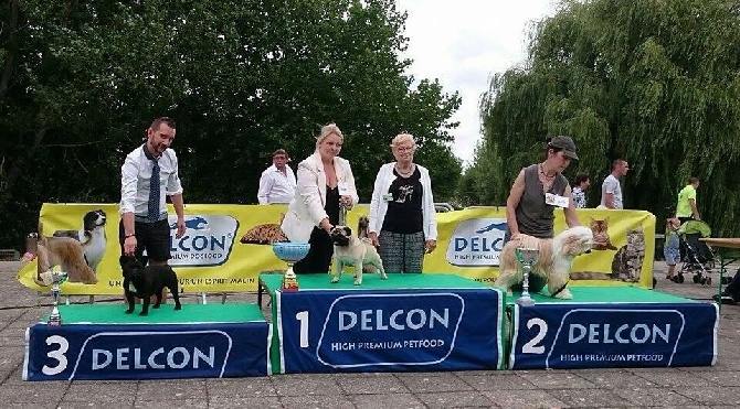 De La Gloire De Febus - JACK POT - 1BEST IN GROUPE & 3 BEST IN SHOW! 