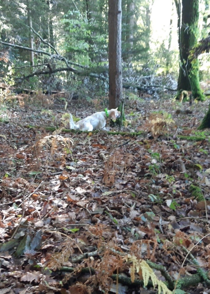 Des Bois De L'Adour - OKI DES BOIS DE L'ADOIUR