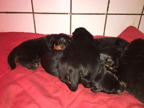 Vom Hause Hugel - Rottweiler - Portée née le 25/02/2017