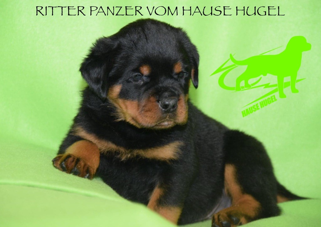 Vom Hause Hugel - Rottweiler - Portée née le 08/02/2020