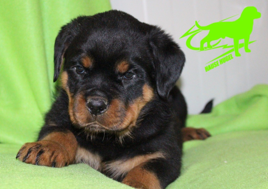 Vom Hause Hugel - Rottweiler - Portée née le 08/12/2020