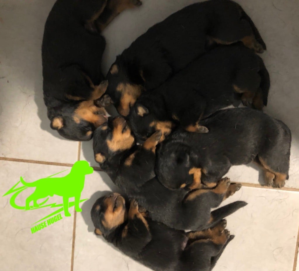 Vom Hause Hugel - Rottweiler - Portée née le 28/05/2019