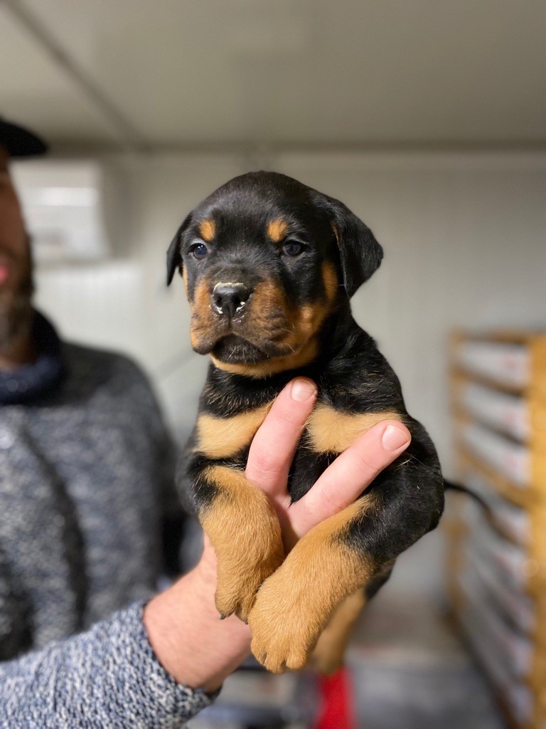 Vom Hause Hugel - Rottweiler - Portée née le 21/11/2021