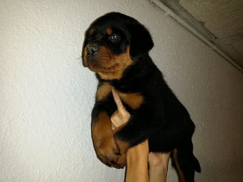 Vom Hause Hugel - Rottweiler - Portée née le 27/05/2014